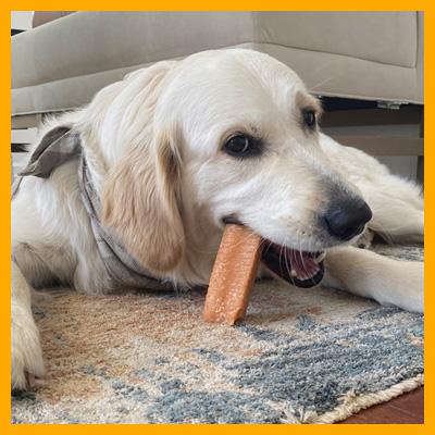 dog_with_chew_2