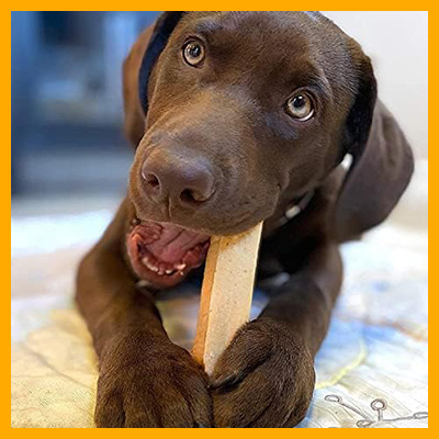 dog_with_chew_3