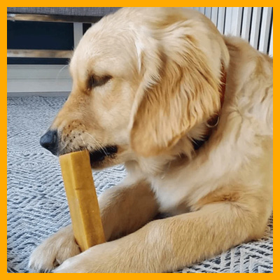 dog_with_chew_4